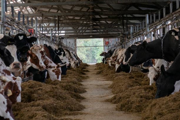 Animal Husbandry